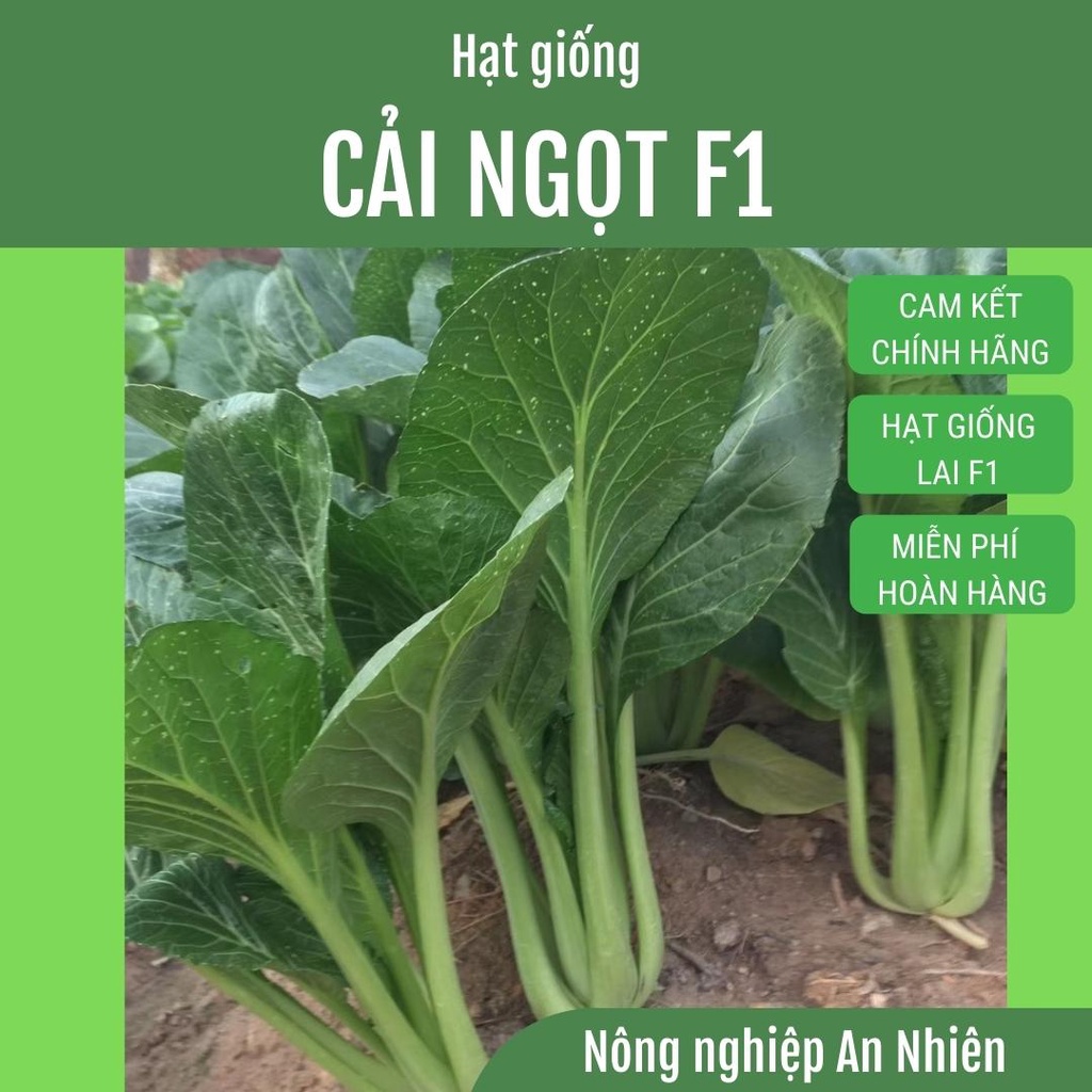 10g Hạt giống CẢI NGỌT LAI F1 - LOẠI ĐẶC BIỆT