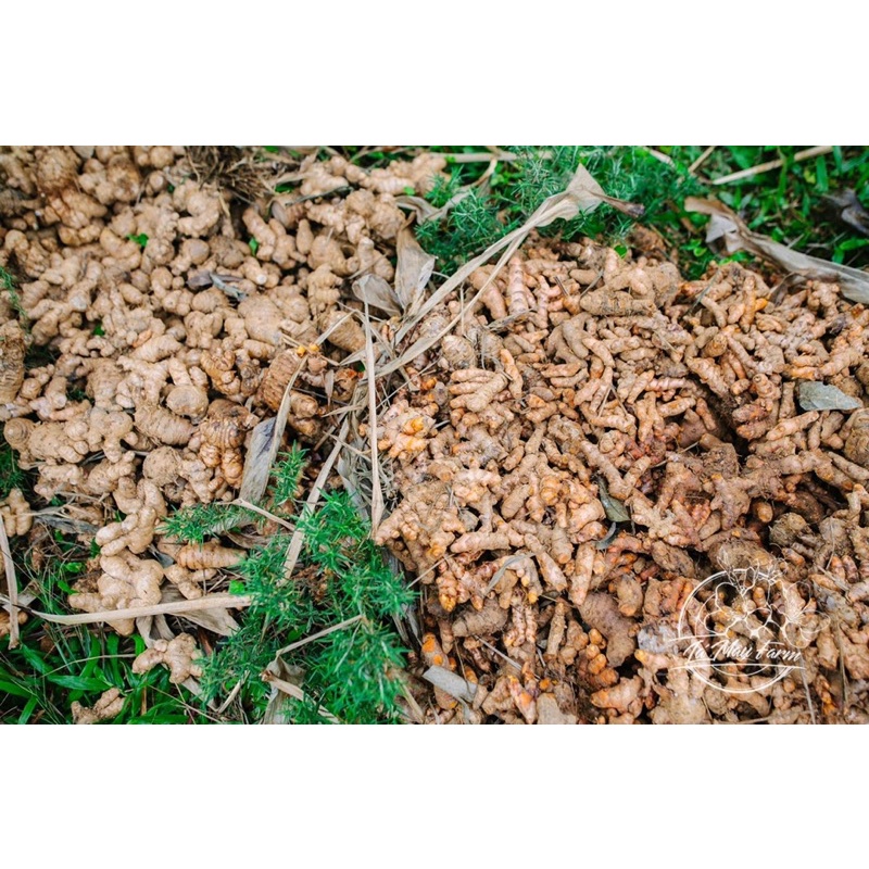 Nghệ ngâm mật ong, phấn hoa Lá Mây cho da mịn đẹp, hồng xinh, tiêu hóa khỏe mạnh