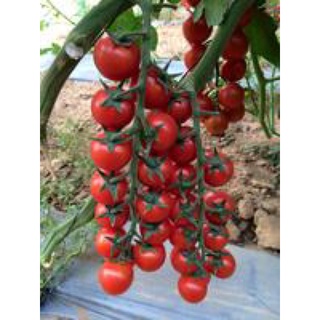 5kg Fe EDDHA Fe 6%, sắt 6%