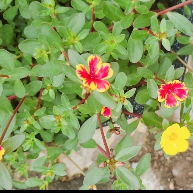 Combo 5 cành hoa 8 giờ