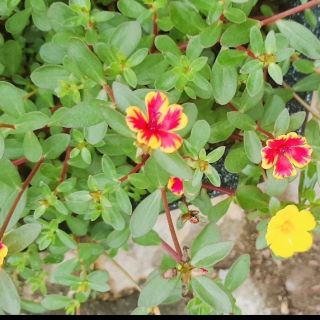 Combo 5 cành hoa 8 giờ