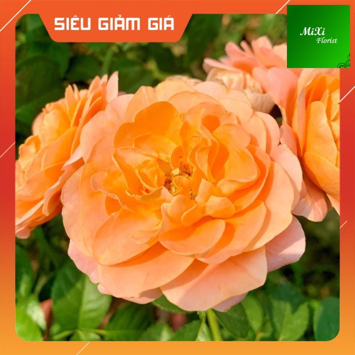 Cây Hoa Hồng Tezza Cam Cá Hồi Phù Hợp Với Sân, Vườn, Ban Công. Hồng Tezza là loại hoa hồng bụi, thân gỗ khỏe