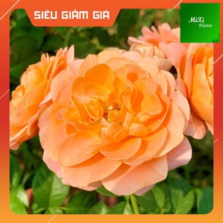 [Ảnh thật] Cây Hoa Hồng Tezza Cam Cá Hồi Phù Hợp Với Sân, Vườn, Ban Công. Hồng Tezza là loại hoa hồng bụi, thân gỗ khỏe