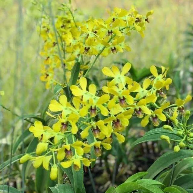 Lan den nắng pensoda hoa thơm nhất so với các dòng den nắng