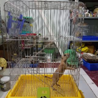 Lồng Pet inox xi 2 tầng