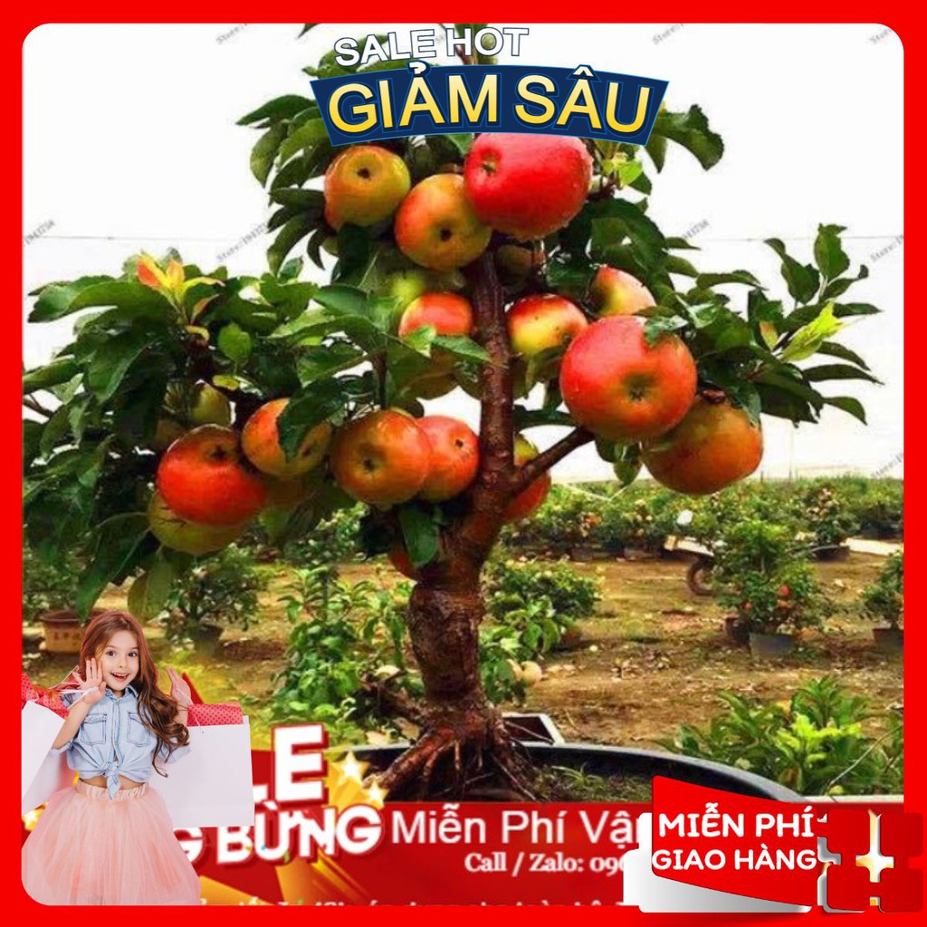 Hạt Giống Táo Đỏ Lùn - 10 Hạt / Gói