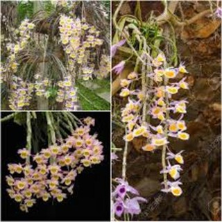 COM BO 3 bó lan long tu đá hoa tím hàng rừng siêu to, hoa siêu đẹp