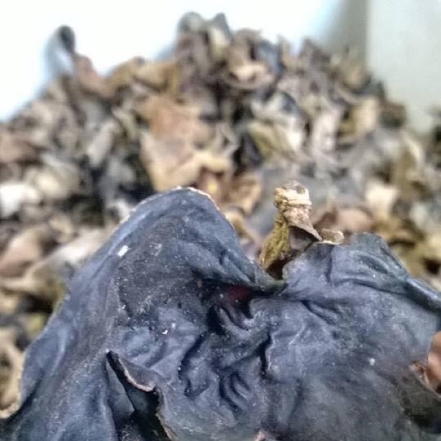 Mộc nhĩ rừng