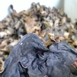 Mộc nhĩ rừng