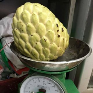 Cây na thái ghép giống