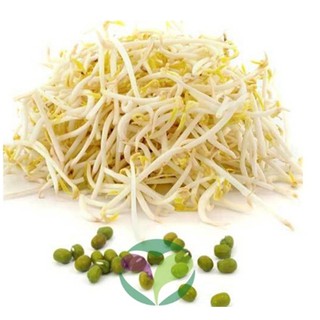 Hạt giống mầm giá đậu xanh gói 50gr