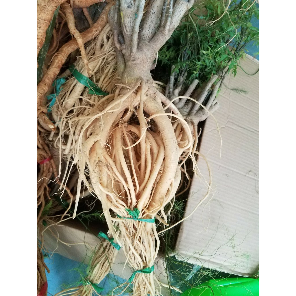 Rể đinh lăng nguyên củ