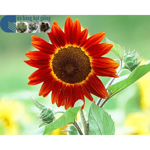 Hạt giống hướng dương đỏ
