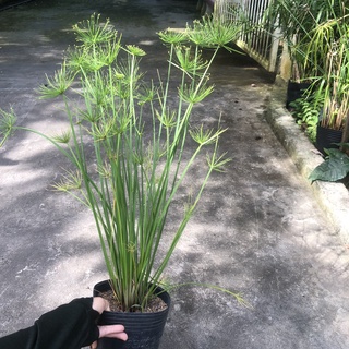 Cây thủy trúc thái - Cyperus alternifolius