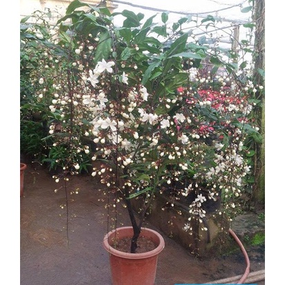 COMBO 2 BẦU CÂY GIỐNG " Dạ Ngọc Minh Châu " 60cm 981SP 982sp