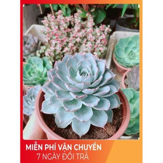 Chậu sen đá hồng phấn size đại