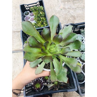 sen đá AEONIUM XÁM (giá siêu tốt)