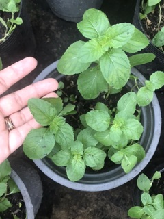 5 Cây bạc hà Pháp (pepper mint)