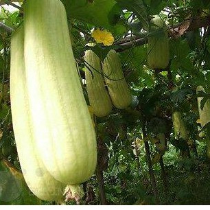 Hạt giống Mướp Hương Trắng Ngọc Nhập khẩu F1 - 10 hạt