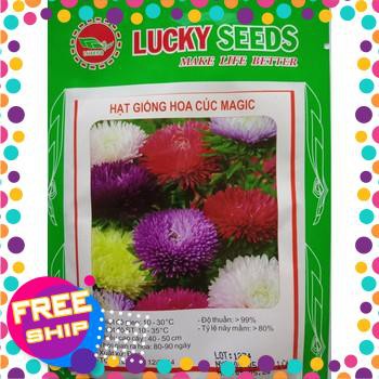 50 Hạt giống hoa Cúc Magic mix (tặng gói Kích nẩy mầm và Hướng dẫn) TRỢ GIÁ KHUẾN MẠI TẾT