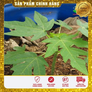 Hạt giống Đu Đủ Lùn 5 Hạt [Bán Sỉ]