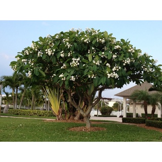 CÂY HOA ĐẠI TRẮNG SIZE 50CM