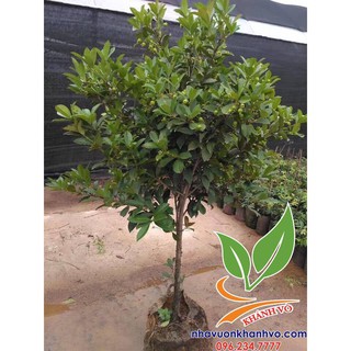 Cây Cherry Brazil loại đại, xum xuê trái cao khoảng 2m 008