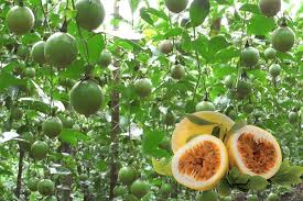 [Có sẵn] [Ảnh thật] Chanh Dây Thuận Điền 20 hạt