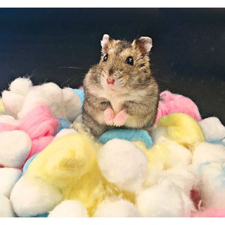 Bông gòn candy cho hamster, sóc, nhím, đuôi mập