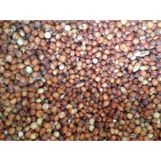 hạt bobo đỏ thức ăn cho chim