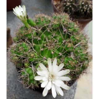 Xương rồng Gymno xanh 2-4 cm ( hoa trắng)