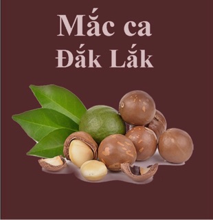HẠT MẮC CA ĐẮK LẮK