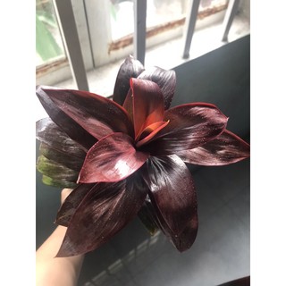 Cây phát tài lá tím ( mua 10 tặng 1)