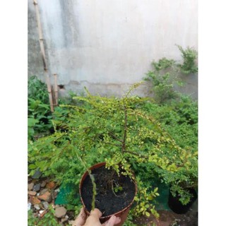 sơn liễu giống