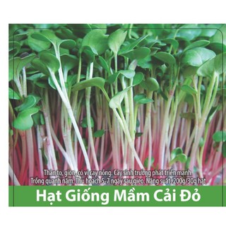 Hạt Giống Rau Mầm Củ Cải Đỏ Giòn Ngọt