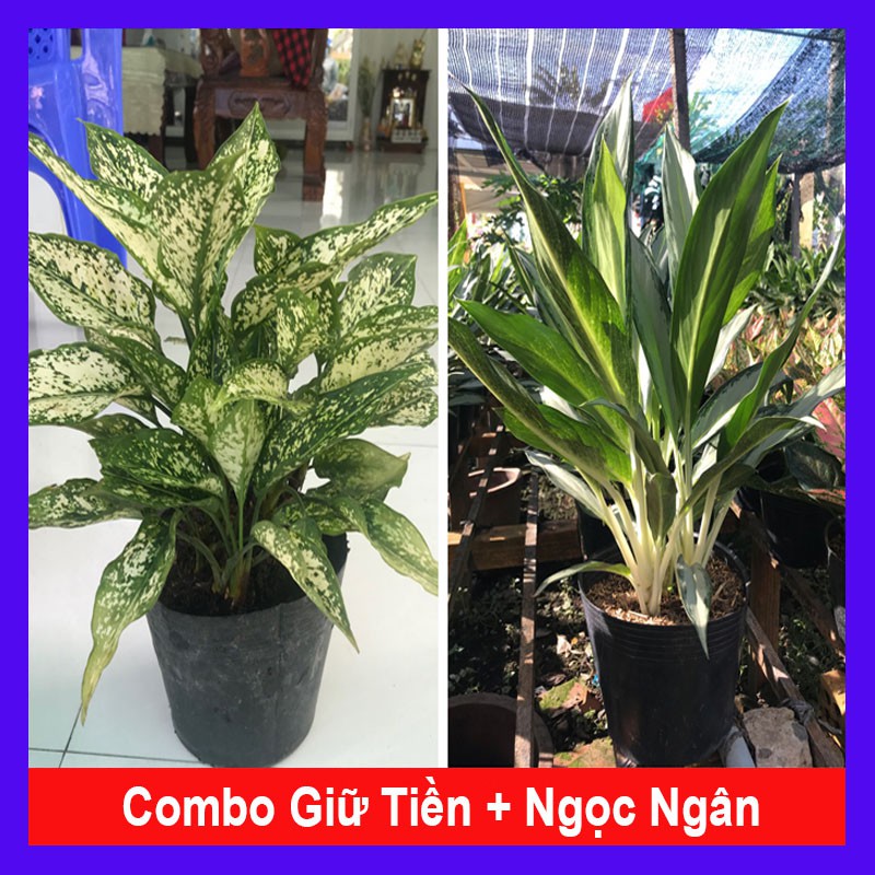 Combo cây phong thủy tiết kiệm ( giữ tiền + Ngọc ngân) tặng phân bón cho cây