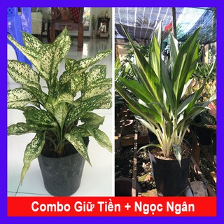 Combo cây phong thủy tiết kiệm tặng phân bón cho cây