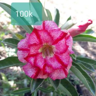 30 hạt sứ thái cánh kép nhập.