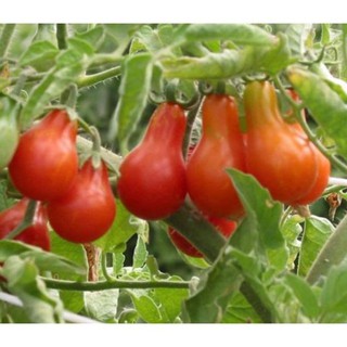 Hạt giống cà chua lê quả đỏ gói 30 hạt