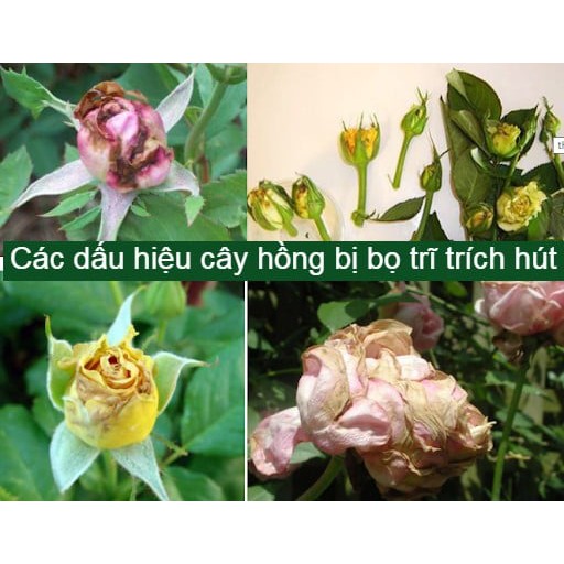 diệt bọ trĩ, nhện đỏ, sâu ăn lá trên hoa hồng,cây cảnh&lt;sản phẩm sinh học