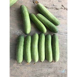 Hạt giống dưa leo trinh sinh 471