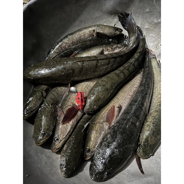 Nhái Hơi Chuột Sóc Mắt Lồi 3,8cm Nặng 7,5gam Lưỡi Thép 1,8li Siêu Bén | Nhái Hơi Siêu Rẻ Chất Lượng