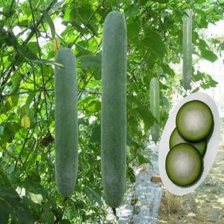 Gói 20 hạt giống bí đao dài F1