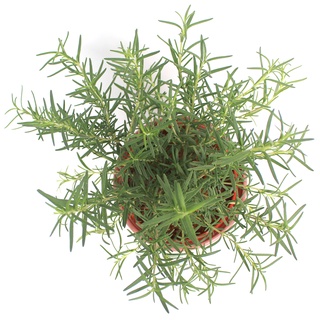 CÂY HƯƠNG THẢO (Rosemary)