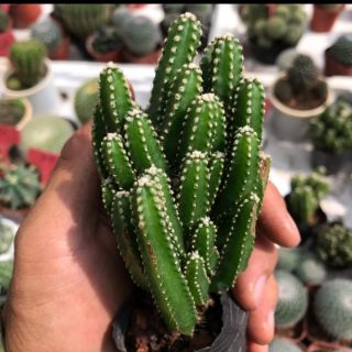 Xương rồng thanh sơn 4-6cm