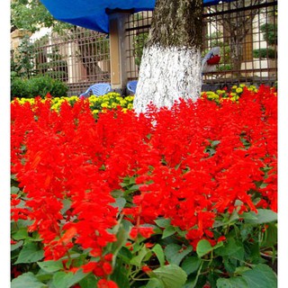 HOA XÁC PHÁO ĐỎ PN nhập khẩu-  chuyên dụng.