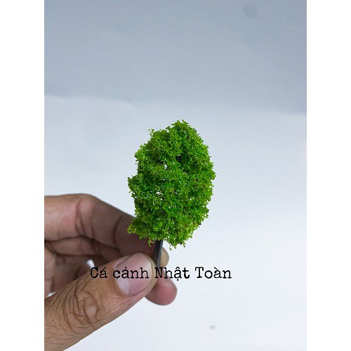 CÂY THÔNG NHỰA NHÂN TẠO TRANG TRÍ BỂ CÁ TIỂU CẢNH CAO 6CM