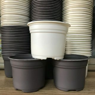 Combo 10 chậu nhựa trồng sen đá 8x10cm