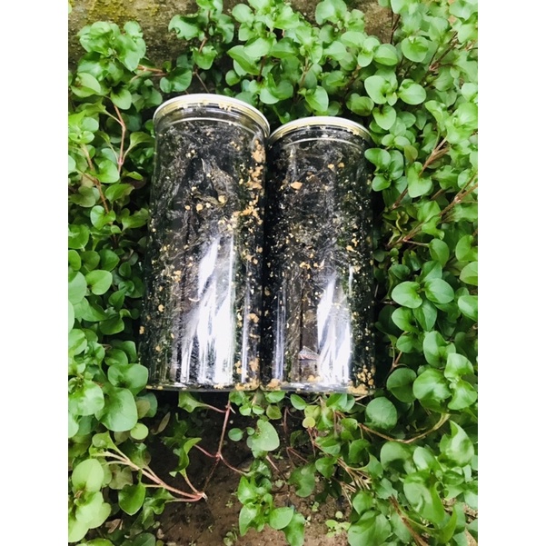 Rong biển cháy tỏi ăn liền dễ gây ghiền giòn tan hũ 200g vệ sinh an toàn thực phẩm