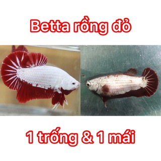 BETTA RỒNG ĐỎ 1 CẶP TRỐNG & MÁI